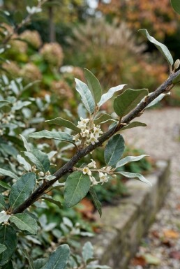 Elaeagnus ebbingei 'Compacta' struik 80-90 cm C35