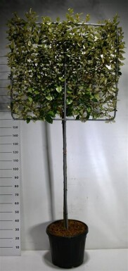 Elaeagnus ebbingei 'Compacta' leiboom stamhoogte 120 cm leirek 100 x 120 cm C45
