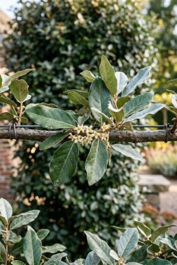 Elaeagnus ebbingei 'Compacta' leiboom stamhoogte 120 cm leirek 100 x 120 cm C45