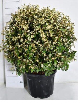 Elaeagnus ebbingei 'Compacta' bol 70-80 cm C55