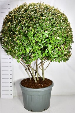 Elaeagnus ebbingei meerstammig 180 cm C150