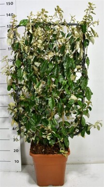 Elaeagnus ebbingei scherm 100 cm C18