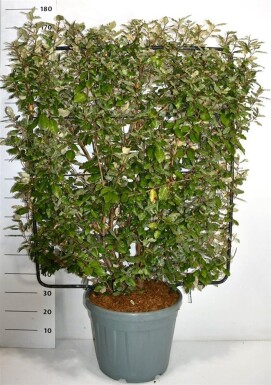 Elaeagnus ebbingei scherm 120 cm C45