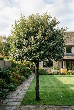 Elaeagnus ebbingei scherm 120 cm C45