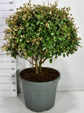 Elaeagnus ebbingei meerstammig 70-80 cm C55