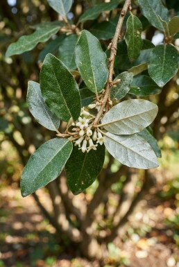 Elaeagnus ebbingei meerstammig 70-80 cm C55