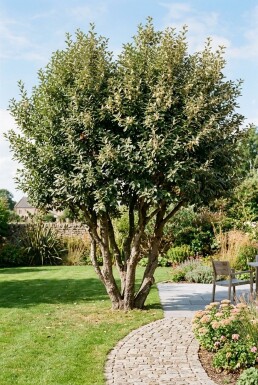 Elaeagnus ebbingei meerstammig 120-130 cm C90