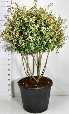 Elaeagnus ebbingei meerstammig 120-130 cm C90