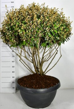 Elaeagnus ebbingei meerstammig 120-130 cm C90