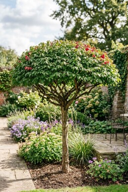 Euonymus alatus 'Compactus' parasol 125-150 cm C280