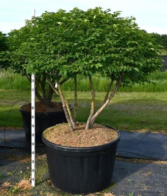 Euonymus alatus 'Compactus' parasol 125-150 cm C280