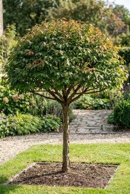 Euonymus alatus parasolvorm 150-175 cm C280