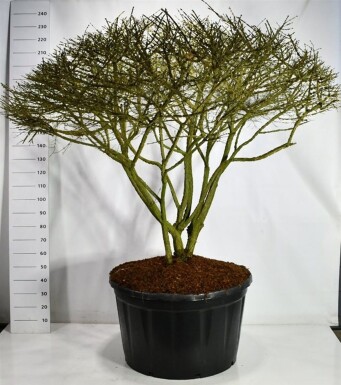 Euonymus alatus parasolvorm 150-175 cm C280