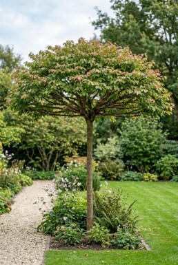 Euonymus alatus parasolvorm 150-175 cm C280