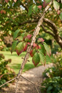 Euonymus alatus parasolvorm 150-175 cm C280