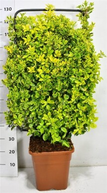 Euonymus japonicus 'Aureus' Scherm 100 cm C18