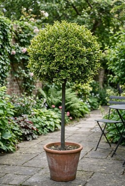 Euonymus japonicus 'Aureus' op stam 80-90 cm C18