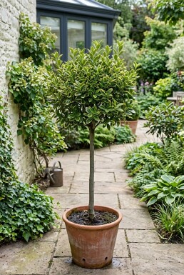 Euonymus japonicus 'Aureus' op stam 80-90 cm C18