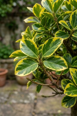Euonymus japonicus 'Aureus' op stam 80-90 cm C18