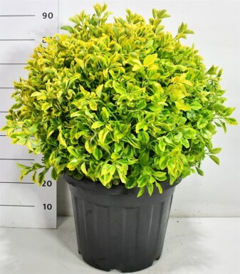 Euonymus japonicus 'Aureus' bol 60-70 cm C35