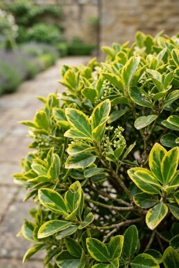 Euonymus japonicus 'Aureus' bol 60-70 cm C35