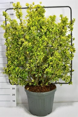 Euonymus japonicus 'Aureus' Scherm 120 cm C45