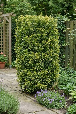 Euonymus japonicus 'Aureus' Scherm 120 cm C45