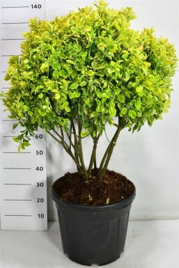 Euonymus japonicus 'Aureus' meerstammig 90-100 cm C45