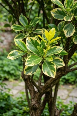 Euonymus japonicus 'Aureus' meerstammig 90-100 cm C45