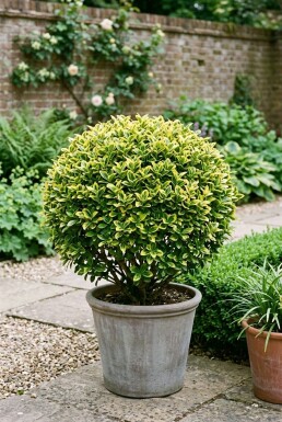 Euonymus japonicus 'Aureus' Bol 60-80 cm C50