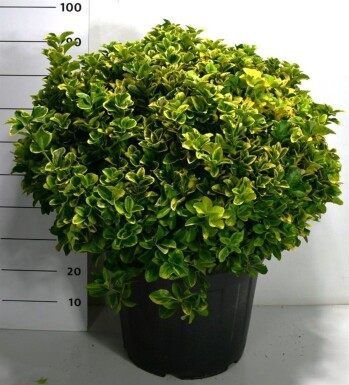 Euonymus japonicus 'Aureus' Bol 60-80 cm C50