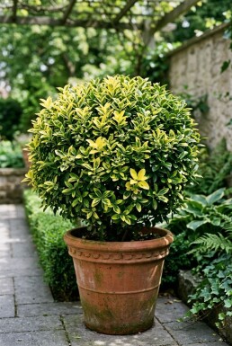 Euonymus japonicus 'Aureus' Bol 60-80 cm C50