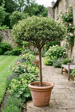 Euonymus japonicus 'Bravo' Scherm 100 cm C18