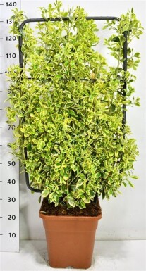 Euonymus japonicus 'Bravo' Scherm 100 cm C18