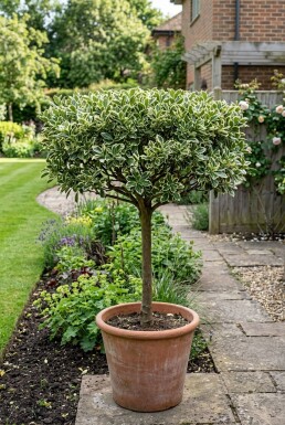 Euonymus japonicus 'Bravo' Scherm 100 cm C18