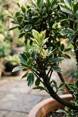 Euonymus japonicus 'Bravo' Scherm 100 cm C18