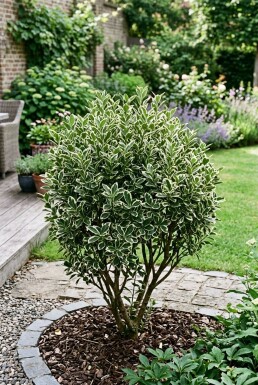 Euonymus japonicus 'Bravo' struik 80-100 cm C18