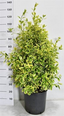 Euonymus japonicus 'Bravo' struik 80-100 cm C18