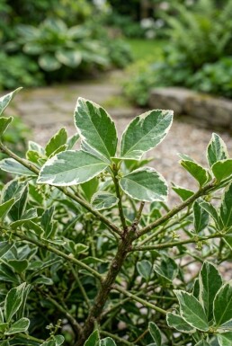 Euonymus japonicus 'Bravo' struik 80-100 cm C18
