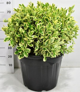 Euonymus japonicus 'Bravo' bol 50-60 cm C45