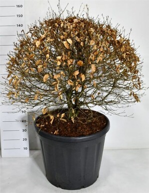Fagus sylvatica 'Atropunicea' bol 80-90 cm C130