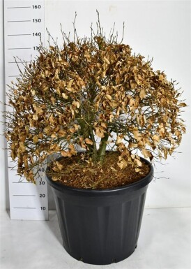 Fagus sylvatica bol 90-100 cm C130