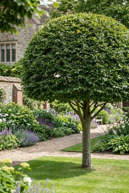 Fagus sylvatica bol 90-100 cm C130