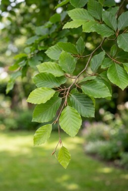 Fagus sylvatica bol 90-100 cm C130