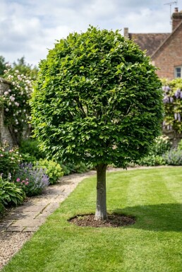 Fagus sylvatica bol 80-90 cm C80