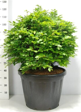 Fagus sylvatica bol 80-90 cm C80