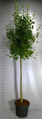Ginkgo biloba 'Autumn Gold' op stam 120-140 cm C55