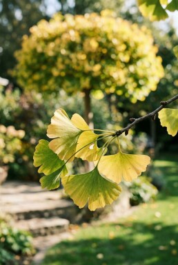 Ginkgo biloba 'Autumn Gold' op stam 120-140 cm C55