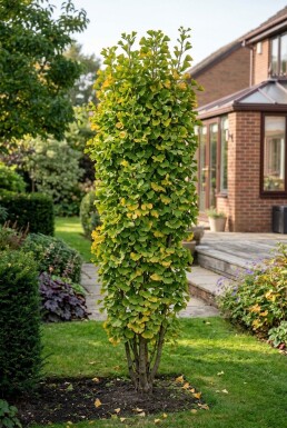 Ginkgo biloba 'Fastigiata Blagon' struik 60-80 cm C13