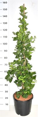Ginkgo biloba 'Fastigiata Blagon' struik 80-100 cm C13